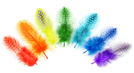 Image showing Guinea fowl feathers are painted in bright colors of the rainbow