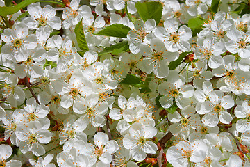 Image showing Cherry blossom in spring