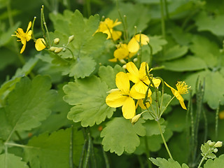 Image showing Flowering of celandine 