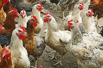 Image showing Chickens on the poultry yard