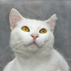 Image showing White cute cat