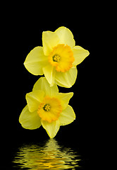 Image showing Daffodils