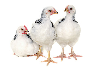 Image showing Chickens on white background