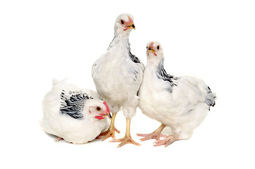 Image showing Chickens on white background