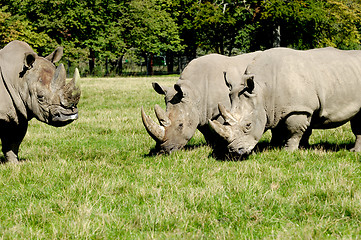 Image showing Group of rhino