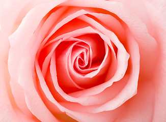 Image showing Pink Rose texture 