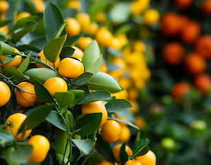 Image showing Tangerine for lunar new year