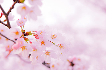 Image showing Japanese sakura