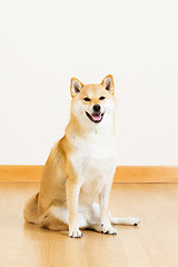 Image showing Shiba