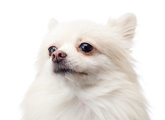 Image showing White pomeranian