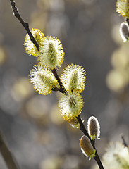 Image showing Pussy willow catkin