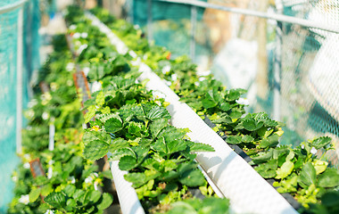 Image showing Organic hydroponic strawberry field