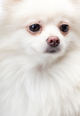 Image showing White pomeranian dog