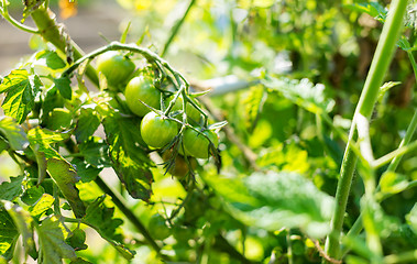 Image showing Green tomato