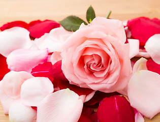 Image showing Rose and petal