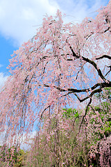 Image showing Weeping sakura tree