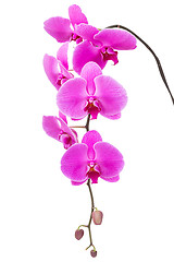 Image showing Orchid flower