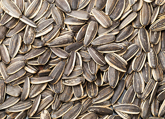 Image showing Sunflower seed