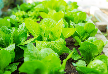 Image showing Lettuce field close up