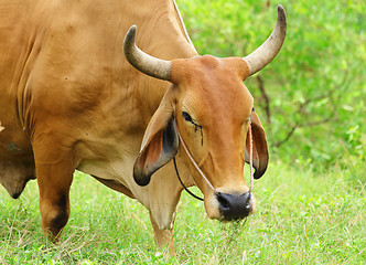 Image showing Wild cattle 