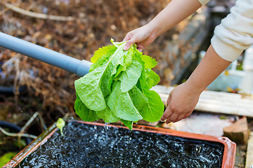 Image showing Washing lettuce at outdoor