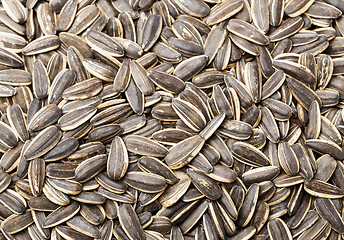 Image showing Sunflower seed