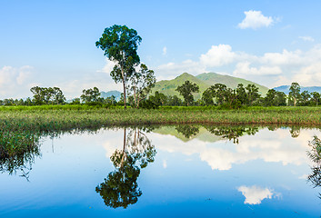 Image showing Wetland