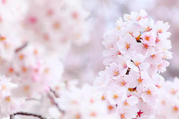 Image showing Sakura blossom