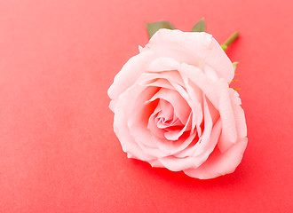 Image showing Rose