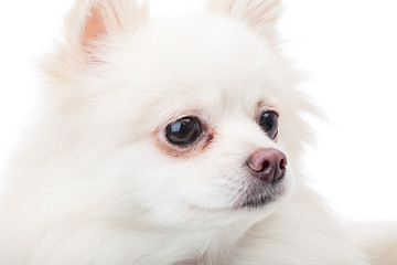 Image showing White pomeranian