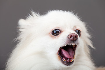 Image showing White pomeranian barking