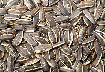 Image showing Sunflower seed close up