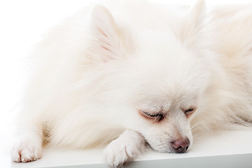 Image showing Adorable white Pomeranian sleeping