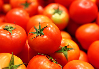 Image showing Group of tomato