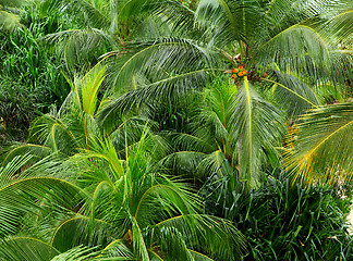 Image showing Coconut tree forest