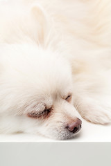 Image showing Sleeping Pomeranian dog