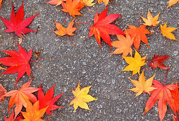 Image showing Maple leave on ground