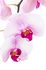 Image showing Orchid flowers 