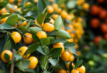 Image showing Tangerine for lunar new year