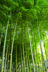 Image showing Bamboo forest