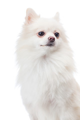 Image showing White pomeranian