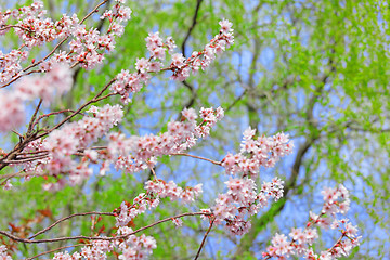 Image showing Sakura flower on tree