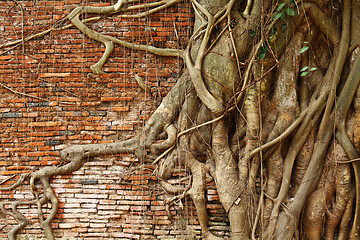 Image showing Tree root over red brick wall