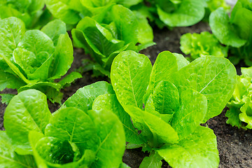 Image showing Green lettuce field