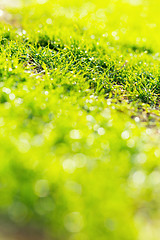 Image showing Green grass