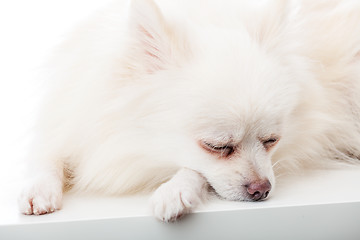 Image showing Sleeping pomeranian