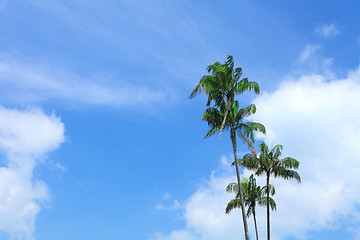 Image showing Plam tree with blue sky