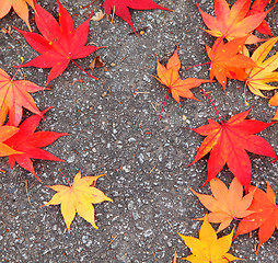 Image showing Red maple leaves