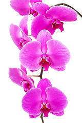 Image showing Orchid radiant flower