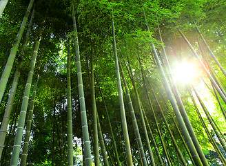 Image showing Bamboo forest with sunlight